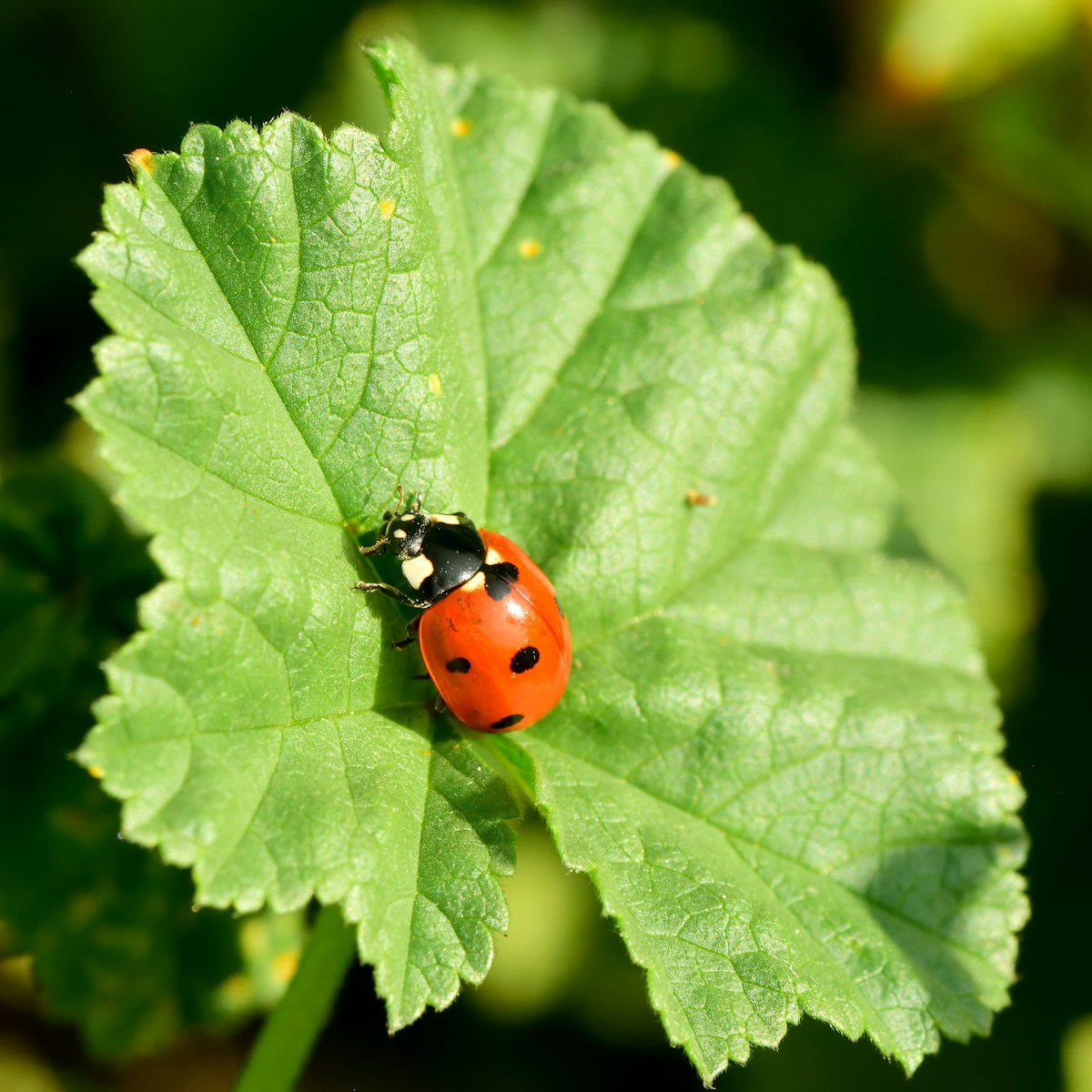a lady bug sitting on top of a green leaf